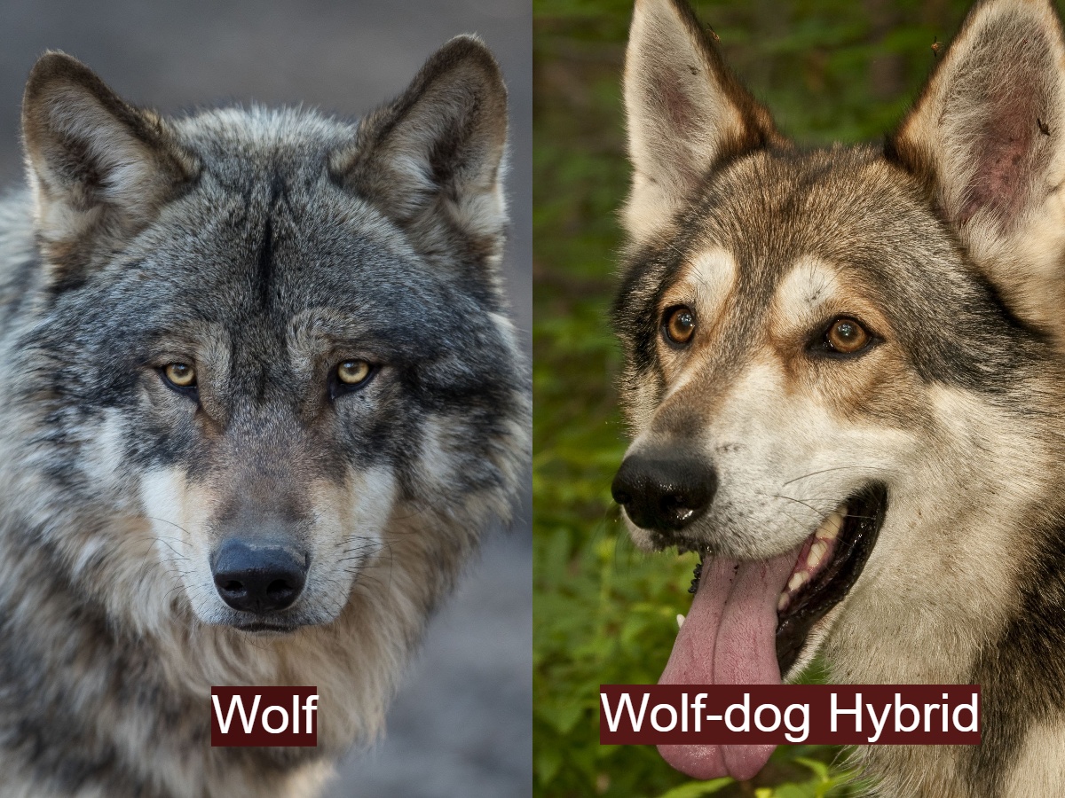 A wolf vs a wolf-dog hybrid